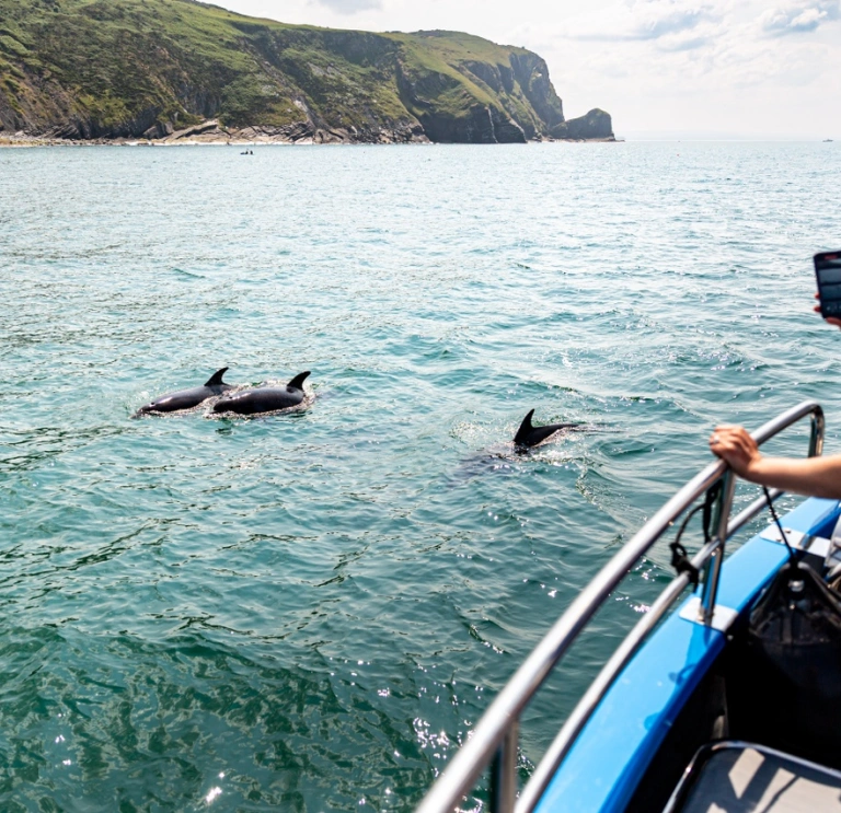 Dolphins in the sea, people on boat dolphin spotting