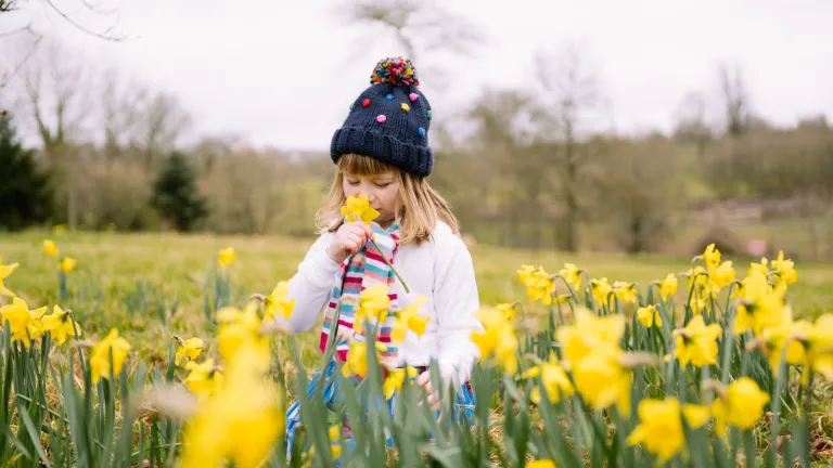 A young girl stands in a field of bright yellow daffodils in spring. She wears a navy knitted hat with a pom-pom, a striped scarf, and a white jumper, sniffing a flower. 