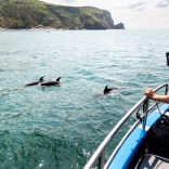 Dolphins in the sea, people on boat dolphin spotting